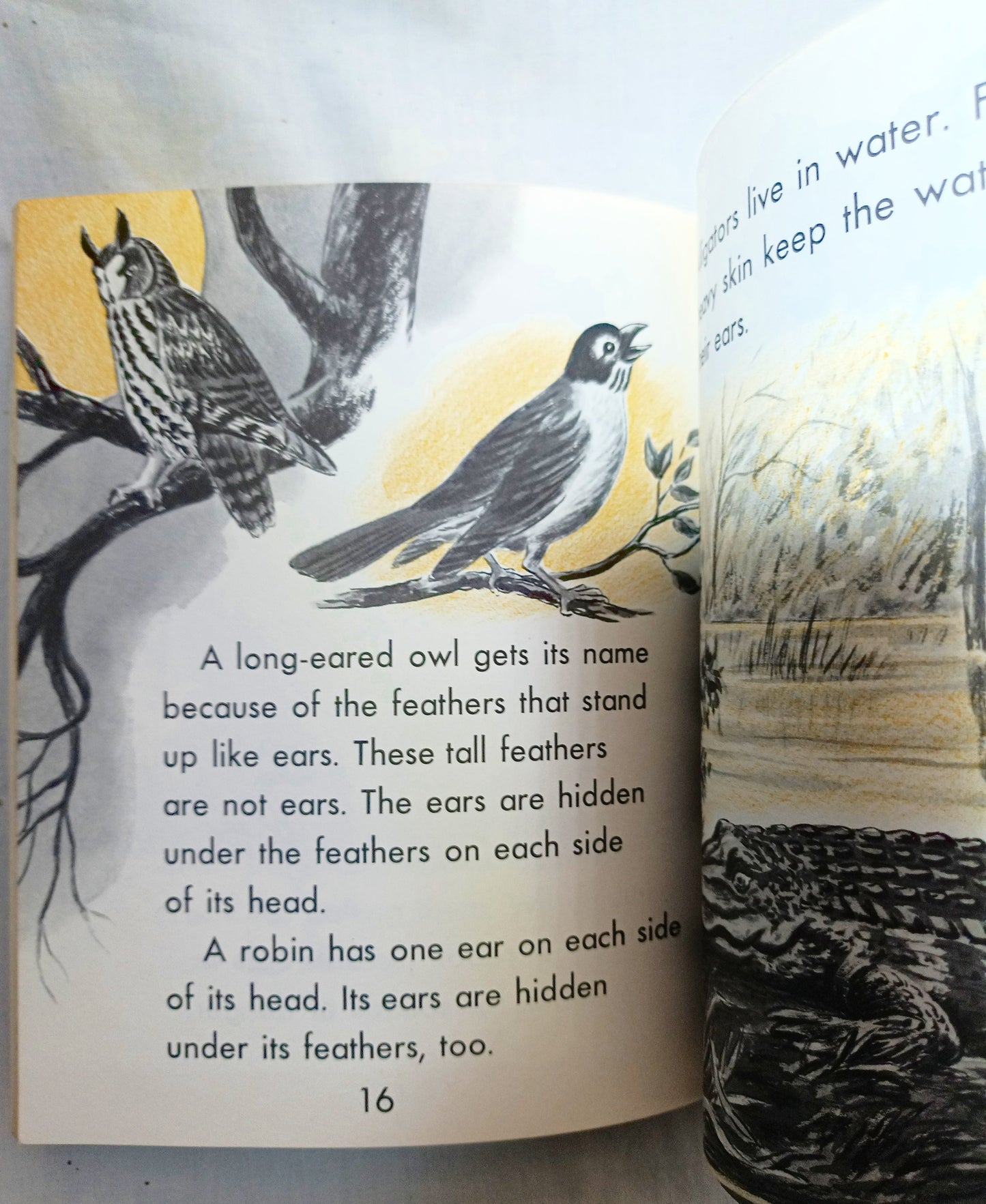 I Want To Know About Animal Babies Sounds We Hear Moon Sun Stars 1955 - Tuliptuff