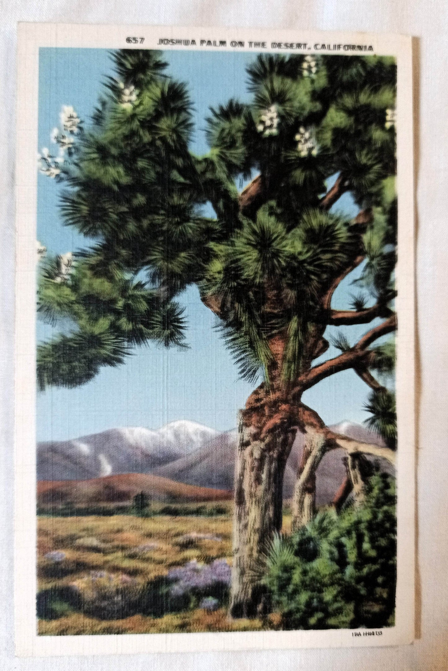 Joshua Palm On The Desert California Linen Postcard 1940's - TulipStuff