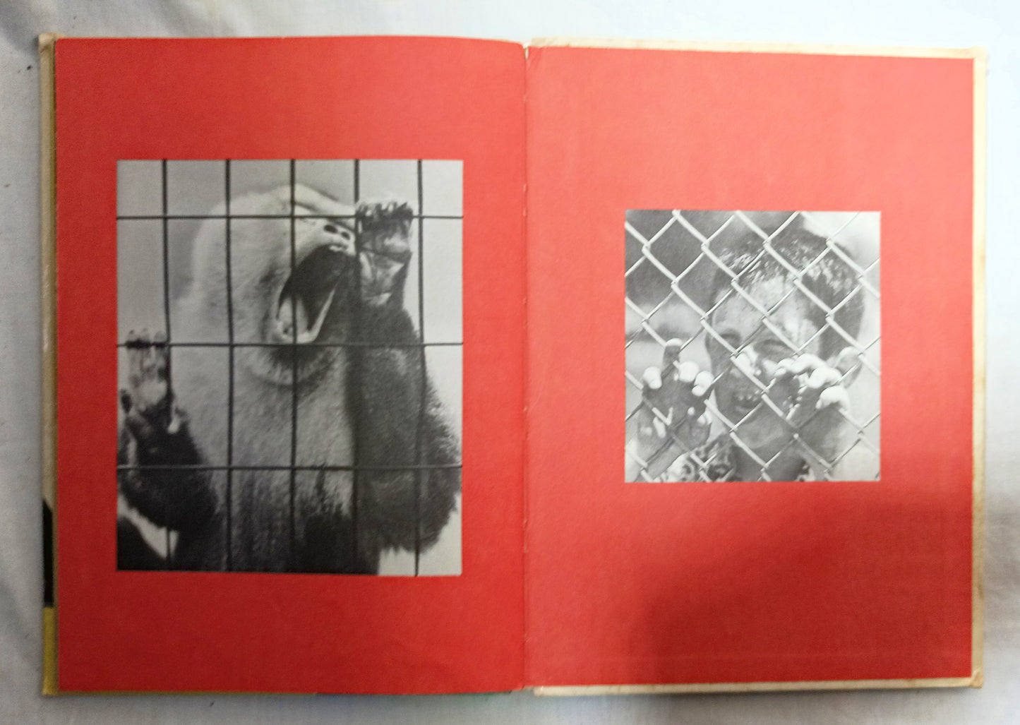 I Was Kissed By A Seal At The Zoo Helen Palmer Beginner Books 1962  TulipStuff