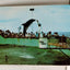 Feeding Time Marine Studios Oceanarium Marineland Florida Postcard 1950's - TulipStuff