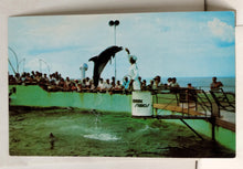 Load image into Gallery viewer, Feeding Time Marine Studios Oceanarium Marineland Florida Postcard 1950&#39;s - TulipStuff
