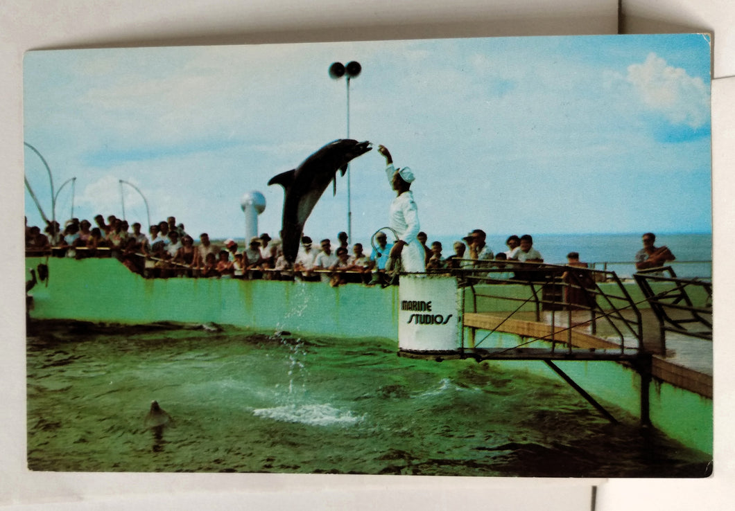 Feeding Time Marine Studios Oceanarium Marineland Florida Postcard 1950's - TulipStuff