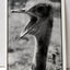 Ostrich With Big Mouth Postcard UK Early 1990's - TulipStuff