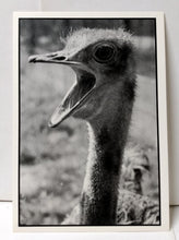 Load image into Gallery viewer, Ostrich With Big Mouth Postcard UK Early 1990&#39;s - TulipStuff
