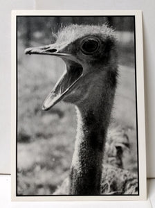 Ostrich With Big Mouth Postcard UK Early 1990's - TulipStuff
