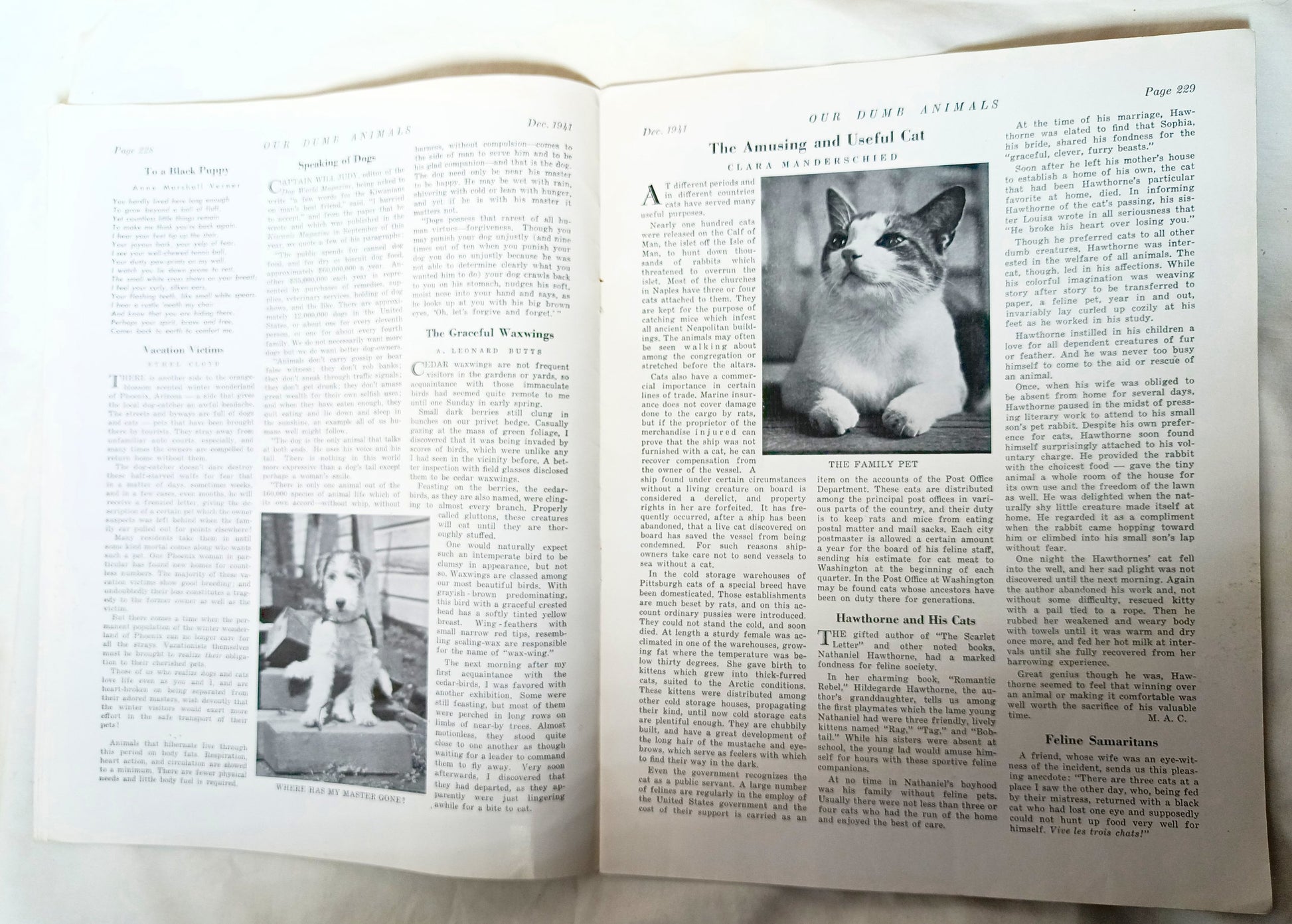 Our Dumb Animals Magazine December 1941 Xmas Issue Water Buffalo Pets - TulipStuff