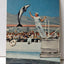 High Jumping Porpoise Marineland Of The Pacific Postcard 1960's - TulipStuff