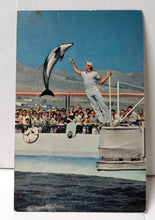 Load image into Gallery viewer, High Jumping Porpoise Marineland Of The Pacific Postcard 1960&#39;s - TulipStuff
