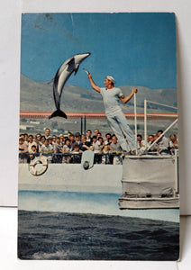 High Jumping Porpoise Marineland Of The Pacific Postcard 1960's - TulipStuff