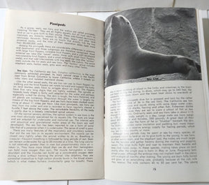 Porpoises & Pinnipeds Sevens Seas Panorama Booklet Chicago Zoo 1964 - TulipStuff