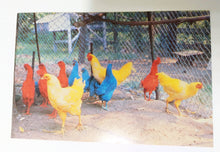 Load image into Gallery viewer, Primary Chickens Humor Postcard George Dudley 1982 - TulipStuff
