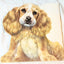 The Puppy Book Jan Pfloog Golden Shape Book 1968 - TulipStuff