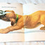 The Puppy Book Jan Pfloog Golden Shape Book 1968 - TulipStuff