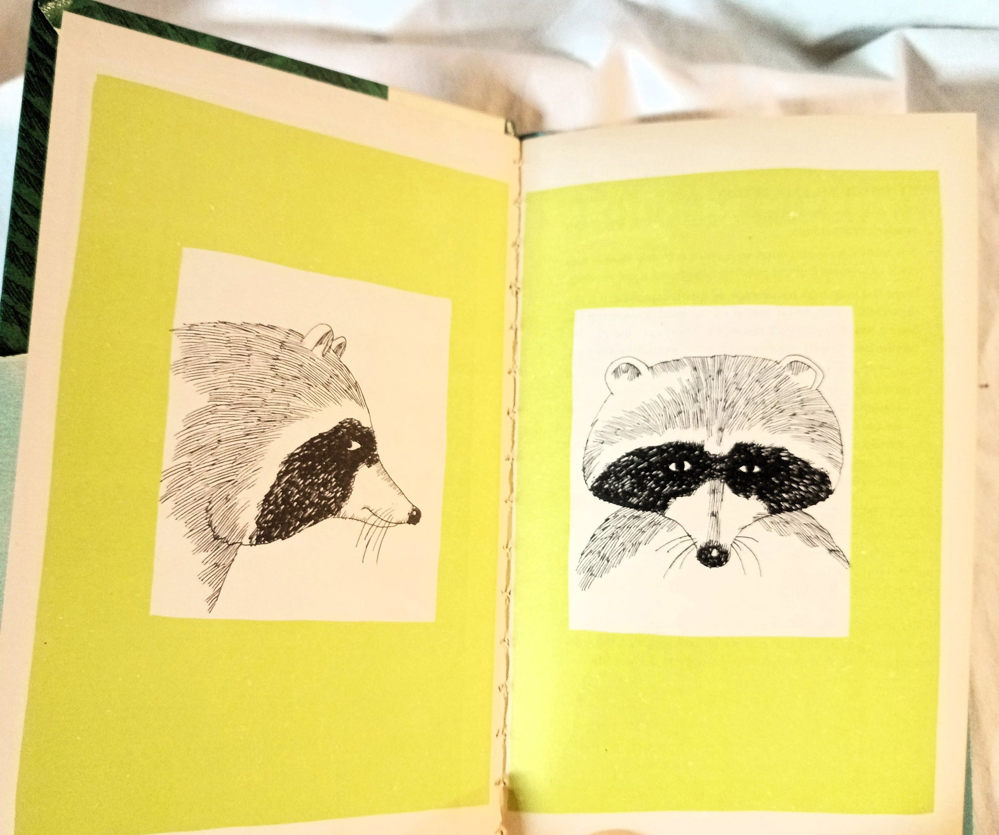 Robber Raccoon Easy Reader Wonder Books Thomas Lawrence 1971 - TulipStuff