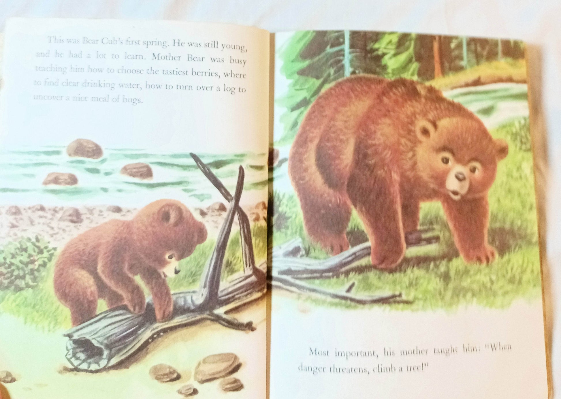 Smokey The Bear Little Golden Book Richard Scarry Jane Werner 1960's - TulipStuff