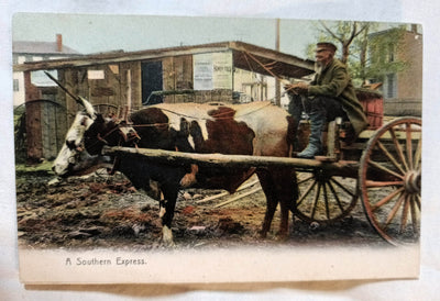 Black Americana A Southern Express Man And Oxen Cart Rotograph 1908 - TulipStuff