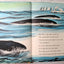 The Whales Go By Fred Phleger Beginner Books Hardcover 1959 - TulipStuff