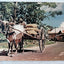 Trinidad Bullock Cart Oxen Postcard Late 1950's - TulipStuff