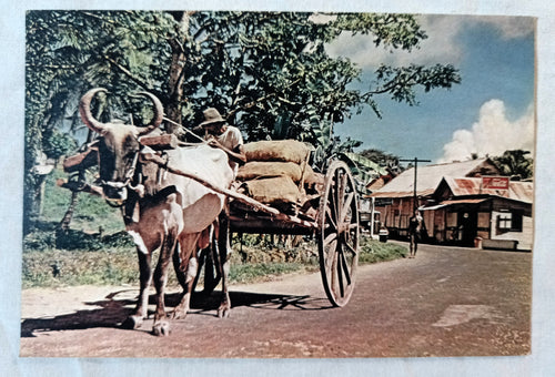 Trinidad Bullock Cart Oxen Postcard Late 1950's - TulipStuff