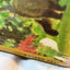 The True Story Of Smokey The Bear Big Golden Book 1966 - Tuliptuff