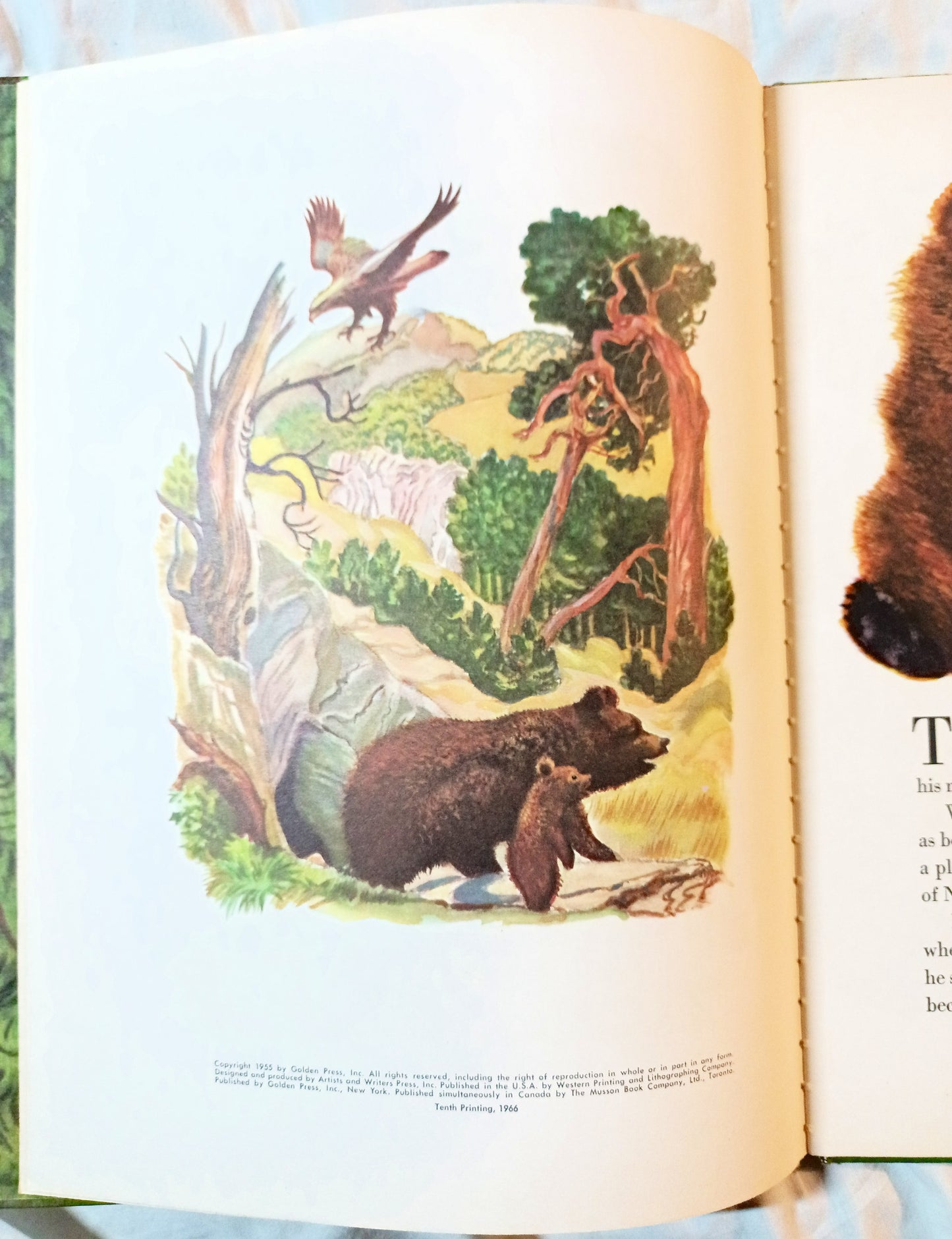 The True Story Of Smokey The Bear Big Golden Book 1966 - Tuliptuff