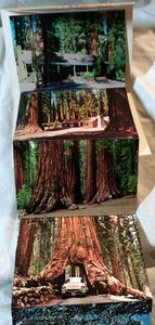 Yosemite National Park Big Trees Souvenir Postcard Booklet 1959 - TulipStuff