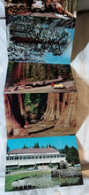 Load image into Gallery viewer, Yosemite National Park Big Trees Souvenir Postcard Booklet 1959 - TulipStuff
