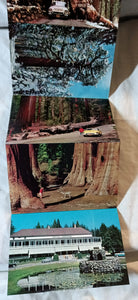 Yosemite National Park Big Trees Souvenir Postcard Booklet 1959 - TulipStuff