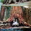Yosemite National Park Big Trees Souvenir Postcard Booklet 1959 - TulipStuff