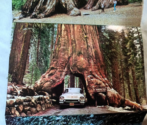 Yosemite National Park Big Trees Souvenir Postcard Booklet 1959 - TulipStuff