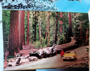 Yosemite National Park Big Trees Souvenir Postcard Booklet 1959 - TulipStuff