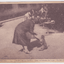 Gorges De La Chiffa Hotel du Ruisseau des Singes Monkey Algeria 1920 - TulipStuff