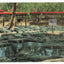 Alligator Farm St Augustine Florida 1940's Linen Postcard - TulipStuff