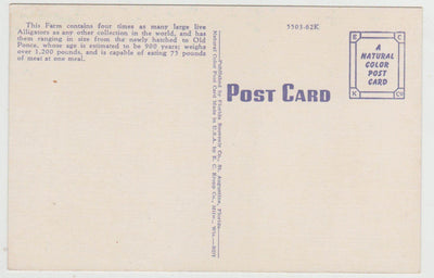 Alligator Farm St Augustine Florida 1940's Linen Postcard - TulipStuff