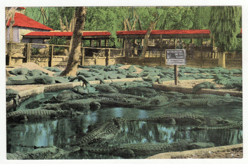 Alligator Farm St Augustine Florida 1940's Linen Postcard - TulipStuff