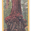 Animal Tree Big Basin California Redwood Burl 1940's Linen Postcard - TulipStuff