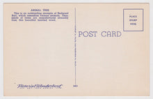 Load image into Gallery viewer, Animal Tree Big Basin California Redwood Burl 1940&#39;s Linen Postcard - TulipStuff
