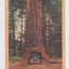 Chandelier Tree Giant Redwood Drive Through Tree California 1940's Linen Postcard - TulipStuff