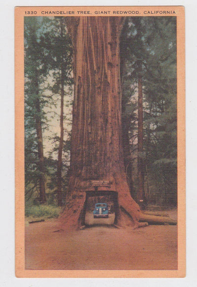 Chandelier Tree Giant Redwood Drive Through Tree California 1940's Linen Postcard - TulipStuff