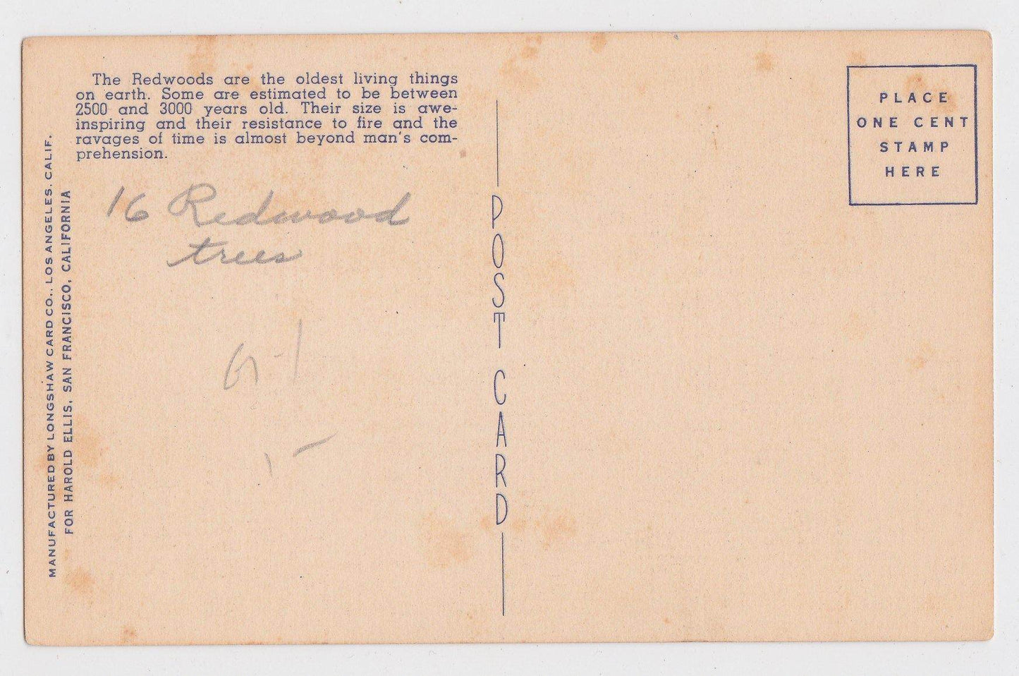 Chandelier Tree Giant Redwood Drive Through Tree California 1940's Linen Postcard - TulipStuff