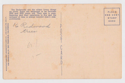 Chandelier Tree Giant Redwood Drive Through Tree California 1940's Linen Postcard - TulipStuff
