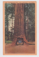 Load image into Gallery viewer, Chandelier Tree Giant Redwood Drive Through Tree California 1940&#39;s Linen Postcard - TulipStuff
