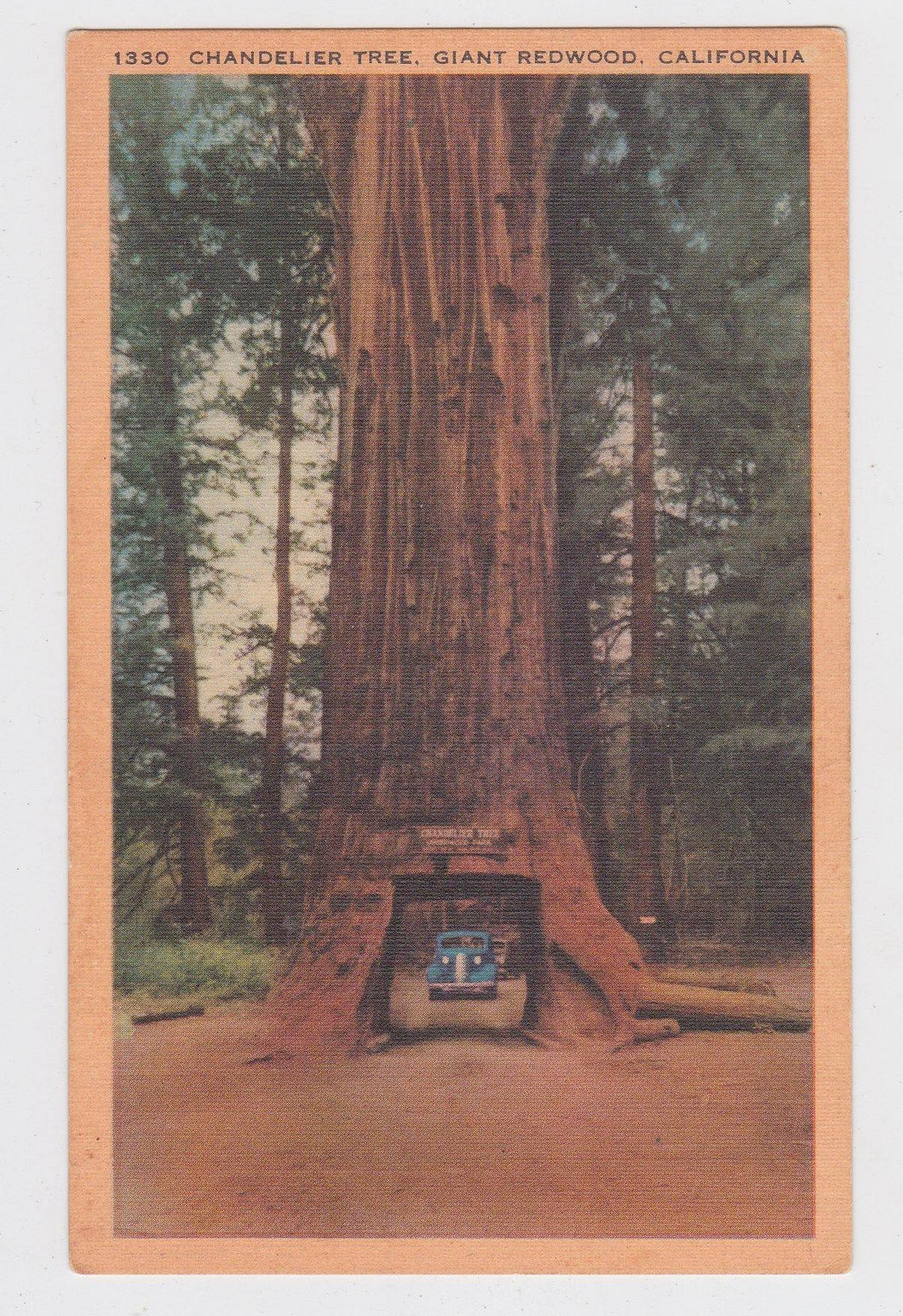 Chandelier Tree Giant Redwood Drive Through Tree California 1940's Linen Postcard - TulipStuff