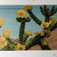 Buckhorn Cholla Cactus In Bloom American Southwest Desert 1940's - TulipStuff