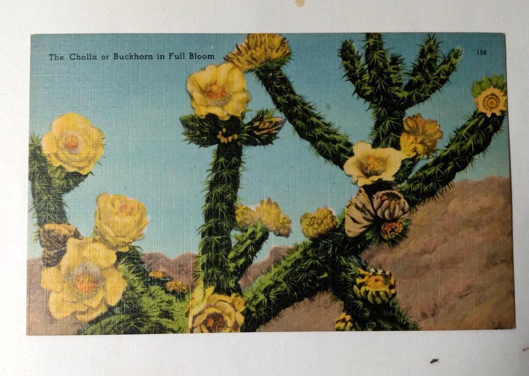 Buckhorn Cholla Cactus In Bloom American Southwest Desert 1940's - TulipStuff