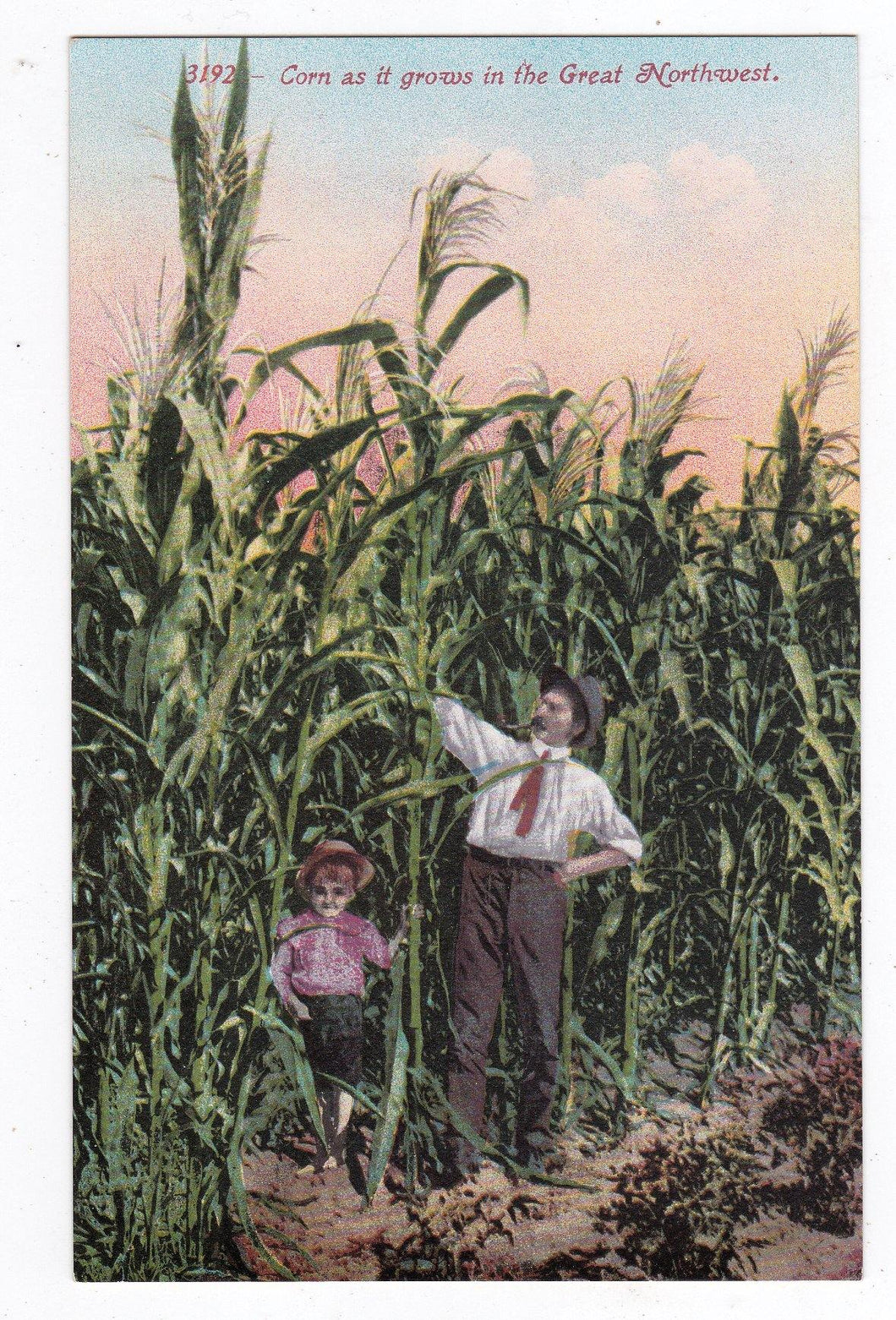 Cornfields Corn As It Grows In The Great Northwest Postcard 1910 - TulipStuff