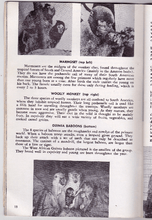 Load image into Gallery viewer, Detroit Zoo Guide Book Detroit Zoological Park Commission 1966 - TulipStuff

