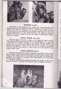 Detroit Zoo Guide Book Detroit Zoological Park Commission 1966 - TulipStuff