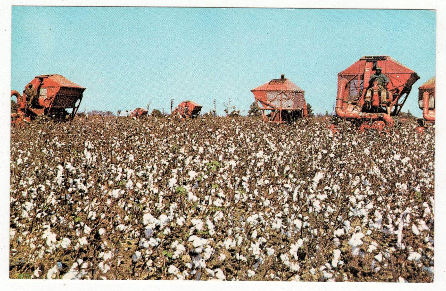 Dothan Albama Wiregrass Area Cotton Picking Machines 1960's - TulipStuff