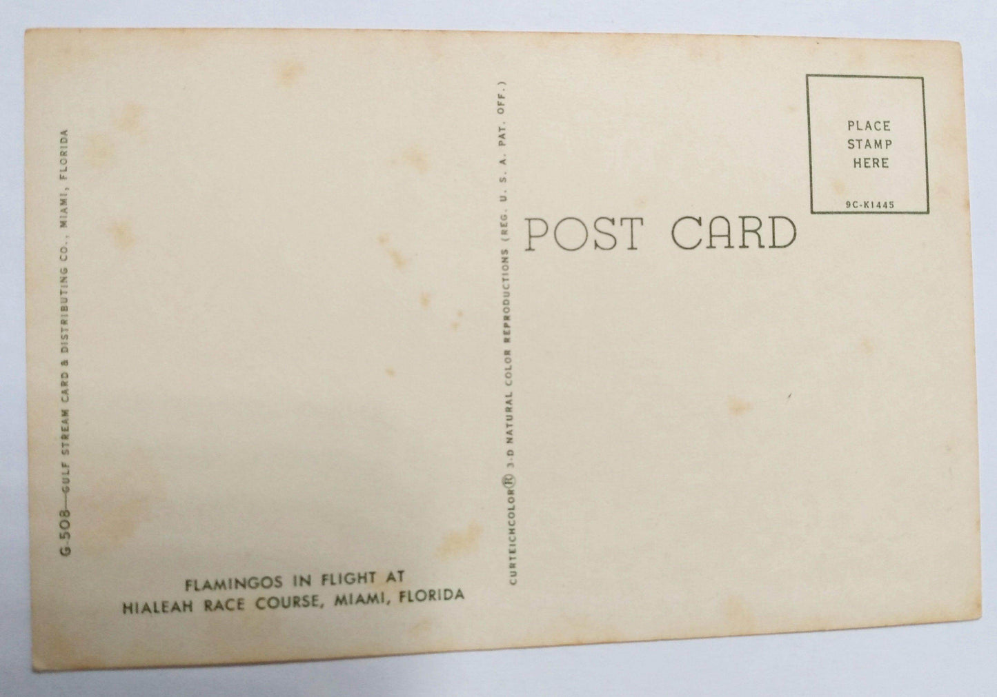 Flamingos In Flight At Hialeah Race Course Miami Florida 1950's - TulipStuff